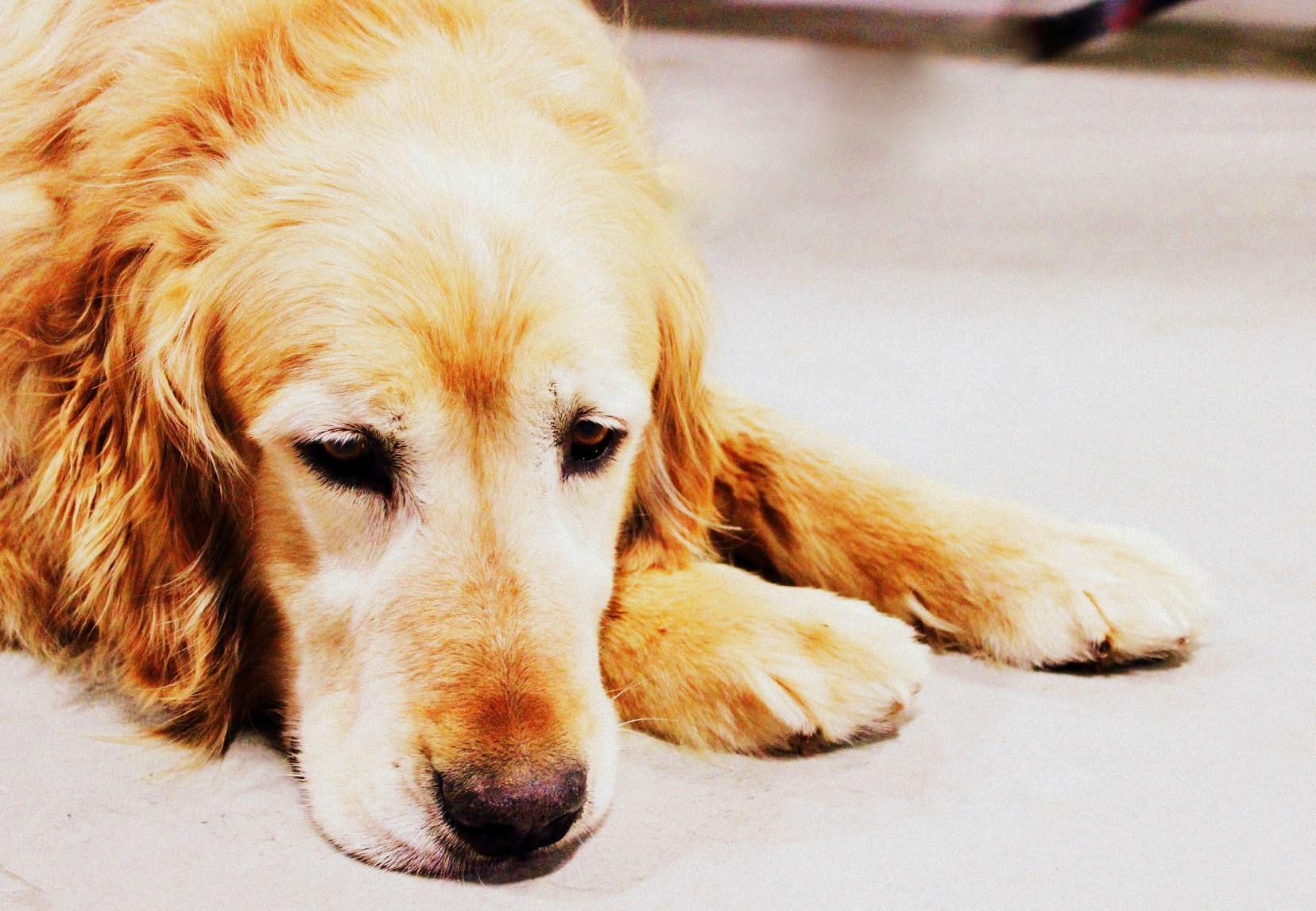 senior golden retriever for adoption
